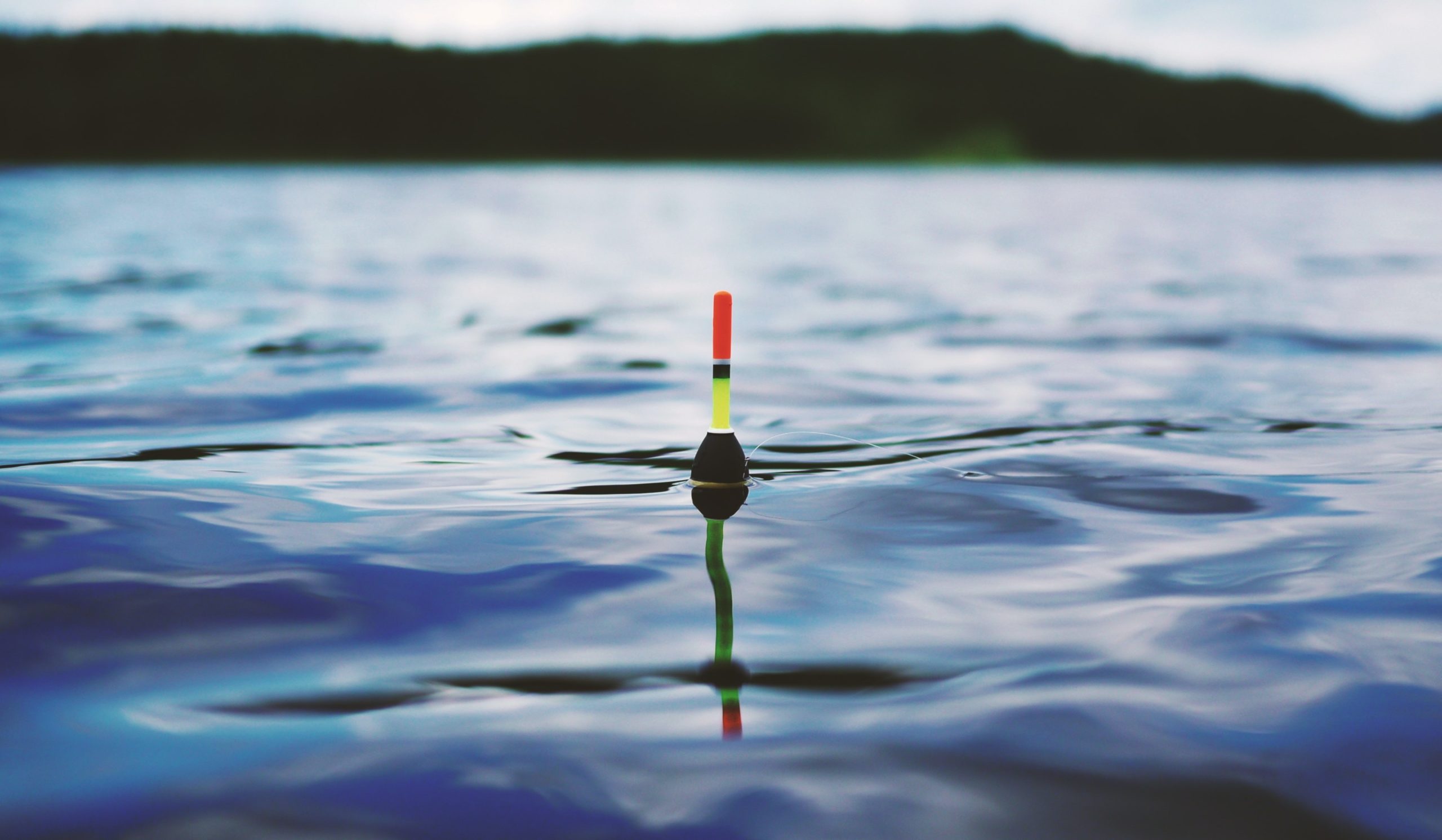 Kokį pašarą rinktis? Pagrindinė informacija